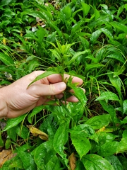 Solidago glomerata