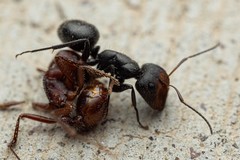 Camponotus ulcerosus
