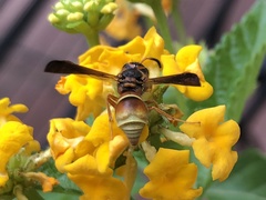 Smeringodynerus morelios