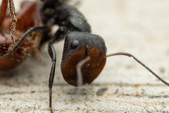 Camponotus ulcerosus