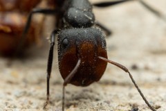 Camponotus ulcerosus