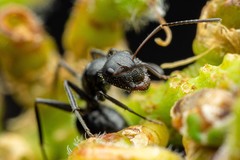 Camponotus ulcerosus