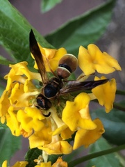 Smeringodynerus morelios