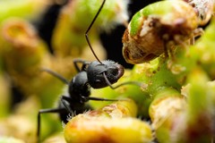 Camponotus ulcerosus