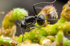Camponotus ulcerosus