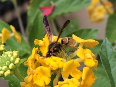 Smeringodynerus morelios