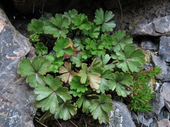 Azorella roughii