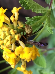 Smeringodynerus morelios