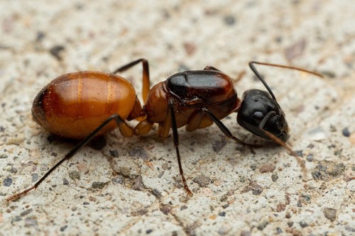 Camponotus ocreatus photo 2