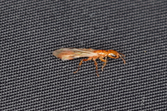Pseudomyrmex