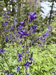 Delphinium barbeyi