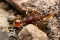 Tetramorium hispidum