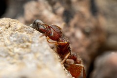 Tetramorium hispidum