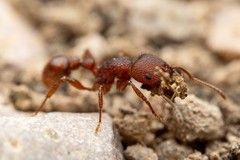 Pogonomyrmex imberbiculus