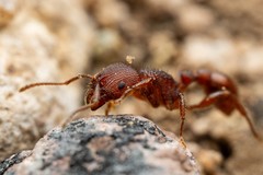 Pogonomyrmex imberbiculus