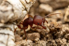 Pogonomyrmex imberbiculus