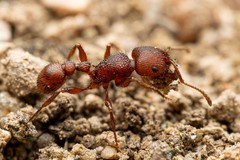 Pogonomyrmex imberbiculus