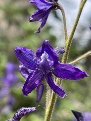 Delphinium barbeyi