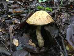 Leccinellum rugosiceps
