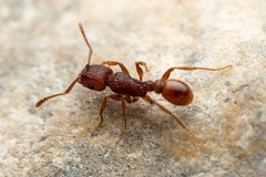 Tetramorium hispidum