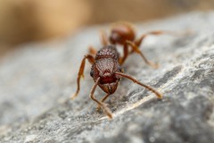 Tetramorium hispidum