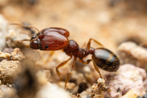 Pheidole xerophila photo 2