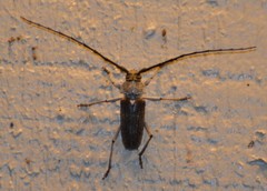 Gnaphalodes trachyderoides