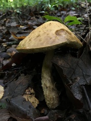 Leccinellum rugosiceps