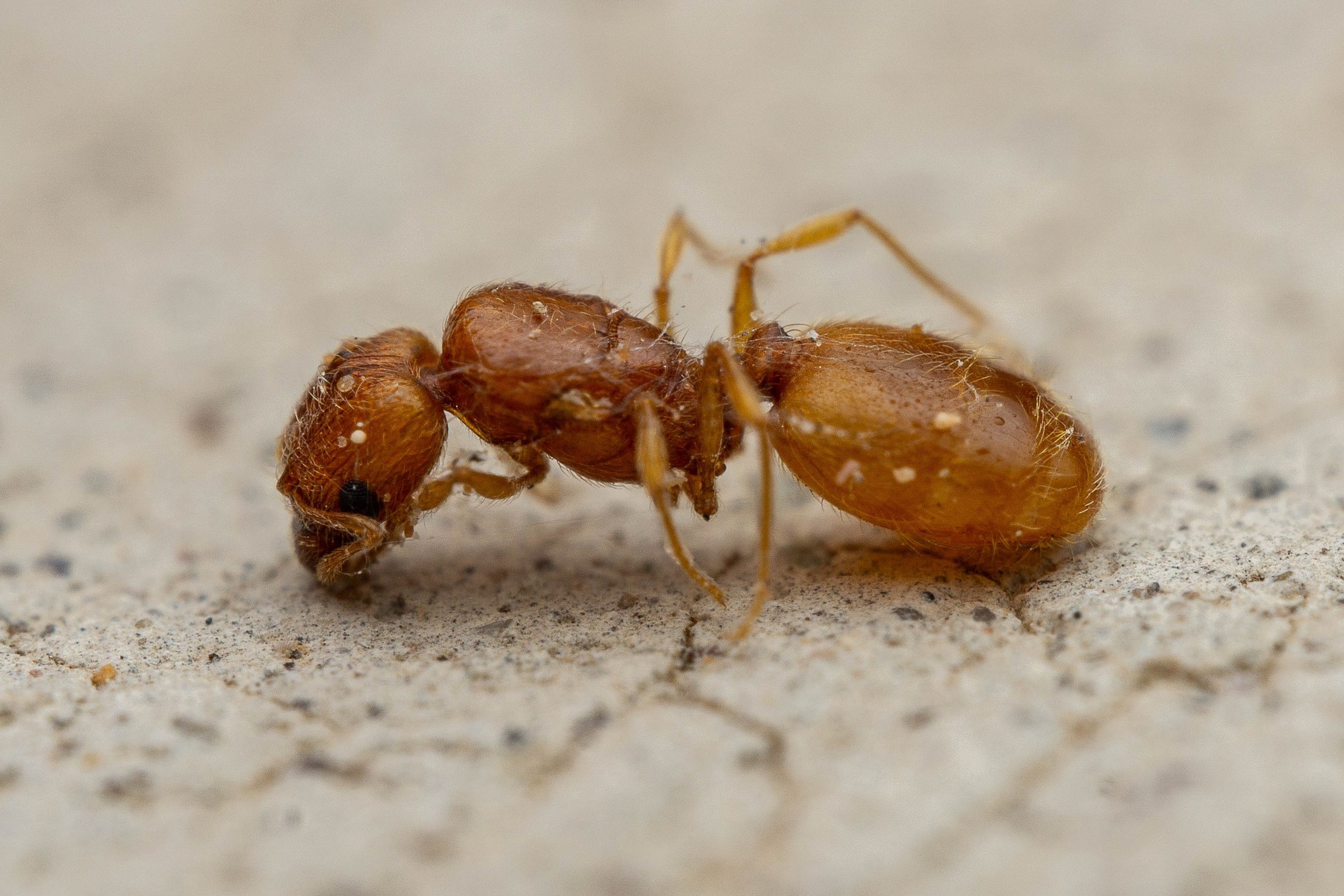 Pheidole furtiva