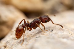 Tetramorium hispidum