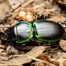 Pedunculate Ground Beetles - Photo (c) Jake Nitta, some rights reserved (CC BY), uploaded by Jake Nitta