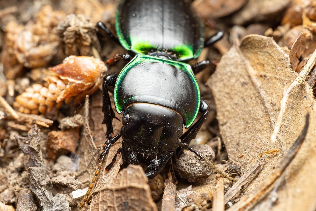 Green-bordered Ground Beetle