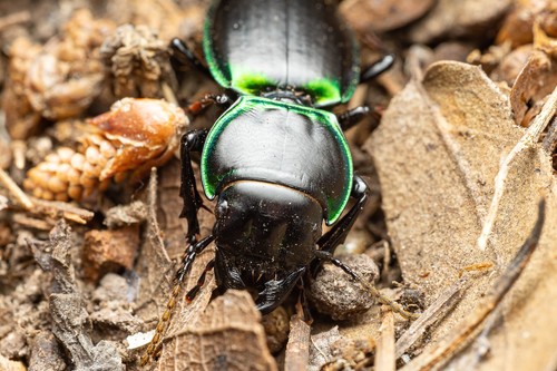 Green-bordered Ground Beetle