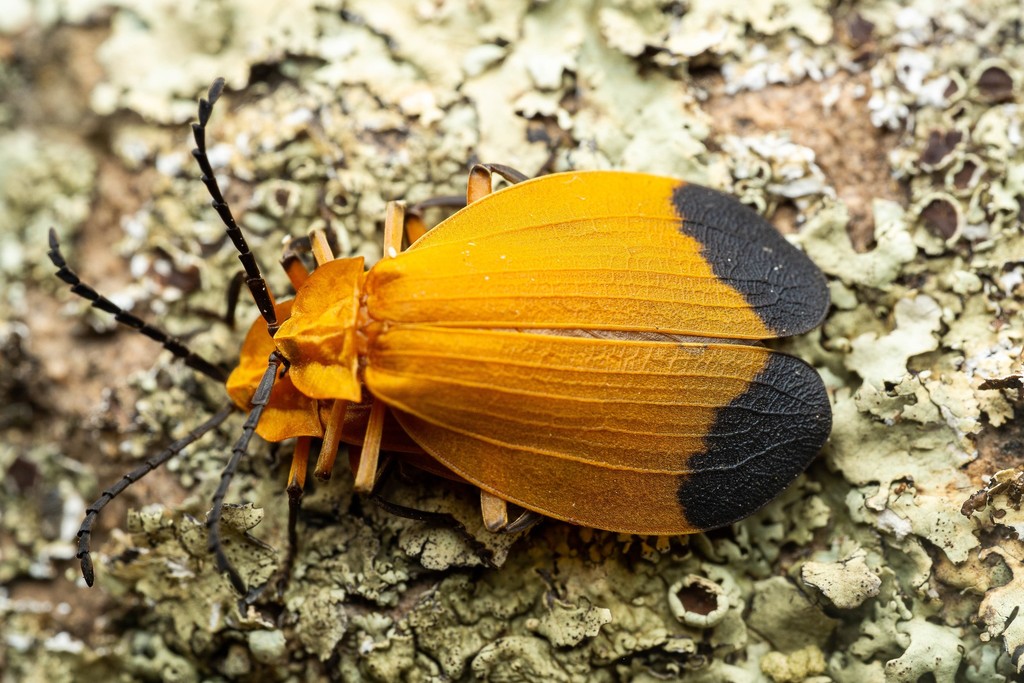 Arizona Net-winged Beetle