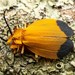 Arizona Net-winged Beetle - Photo (c) Jake Nitta, some rights reserved (CC BY), uploaded by Jake Nitta