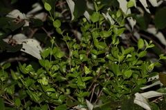 Amyema glabra