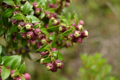 Gaultheria phillyreifolia