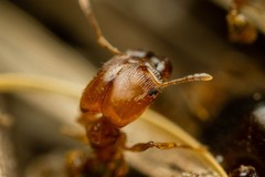 Pheidole cerebrosior
