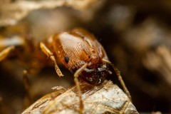 Pheidole cerebrosior