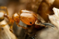 Pheidole cerebrosior