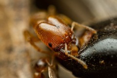 Pheidole cerebrosior