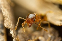 Pheidole cerebrosior