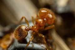 Pheidole cerebrosior