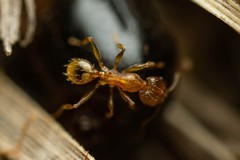 Pheidole cerebrosior