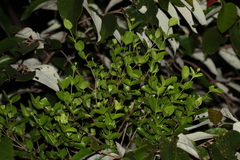 Amyema glabra