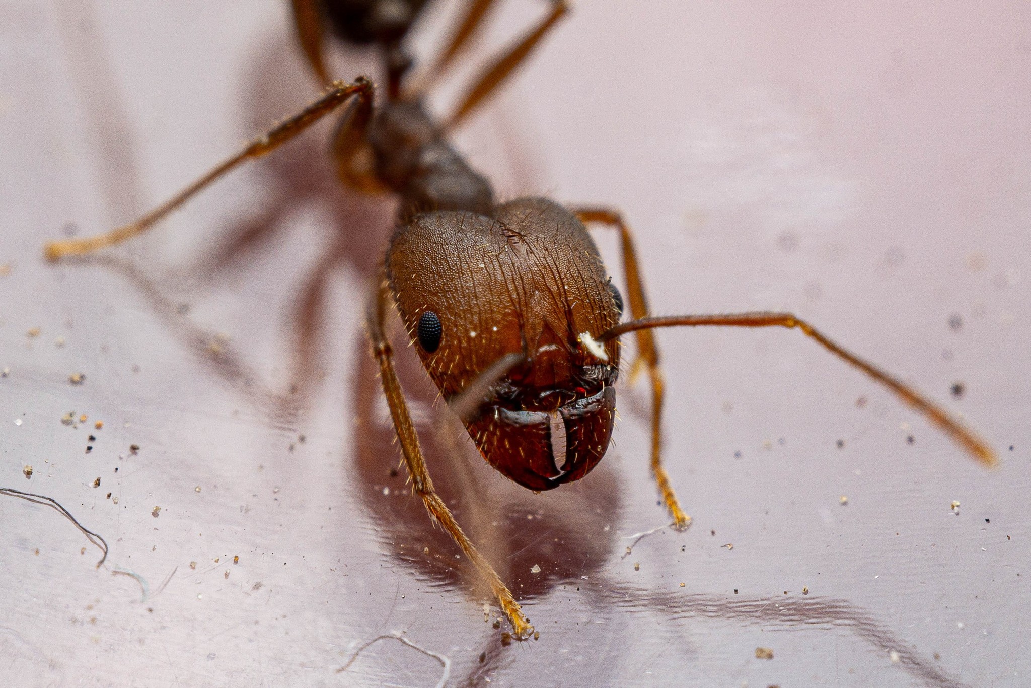 Pheidole portalensis