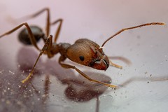 Pheidole portalensis