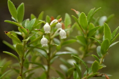 Gaultheria poeppigii