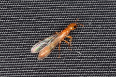 Pseudomyrmex
