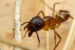 Camponotus festinatus